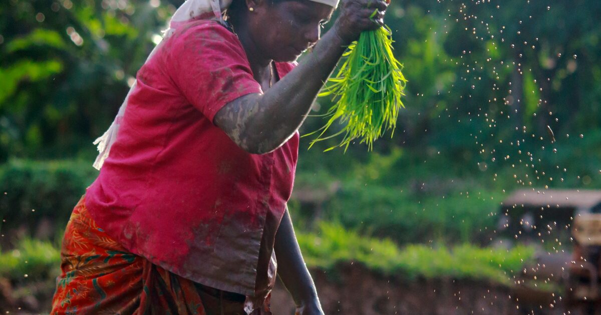A woman harvesting rice by hand in a green paddy field