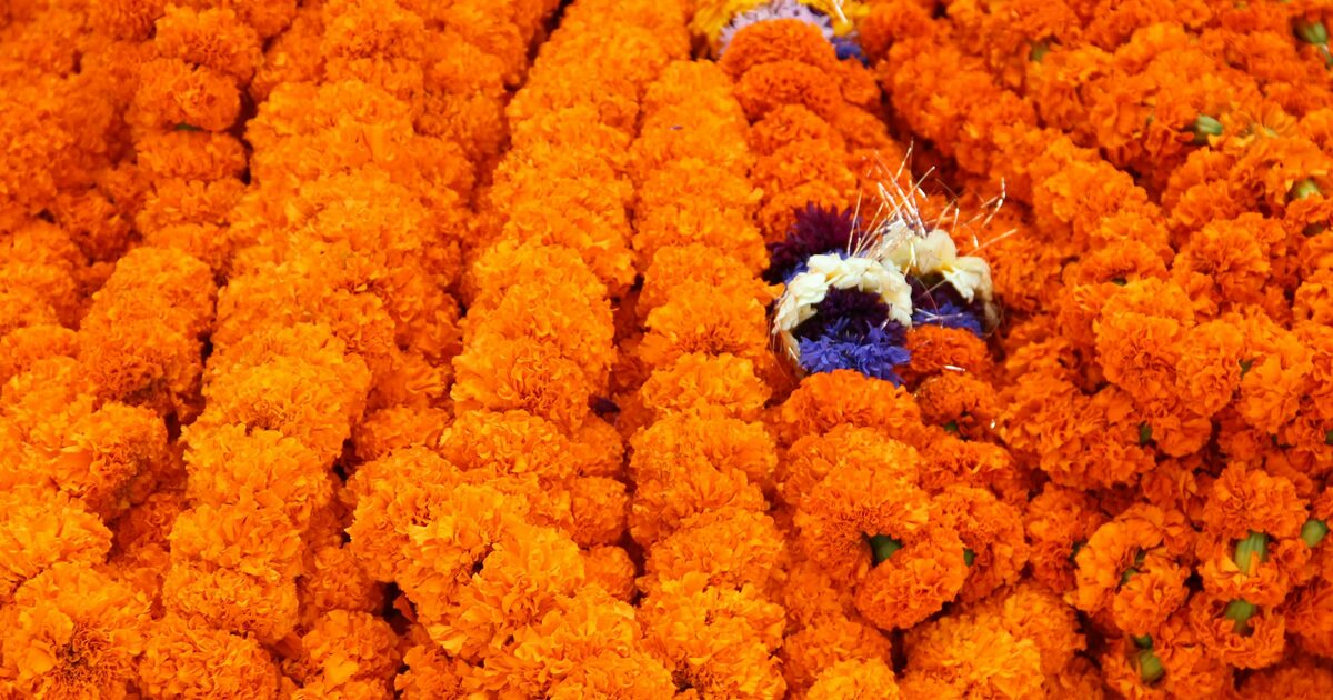 Vibrant orange marigold garlands laid out for a Nepali festival